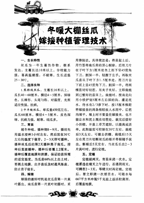 冬暖大棚丝瓜嫁接种植管理技术