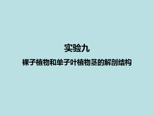 B9_裸子植物和单子叶植物茎的解剖结构