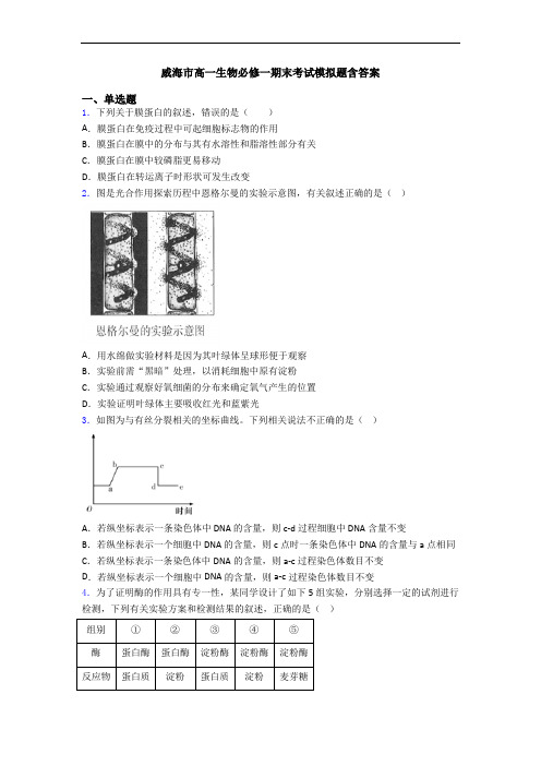 威海市高一生物必修一期末考试模拟题含答案