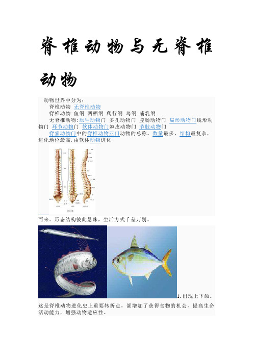 脊椎动物与无脊椎动物