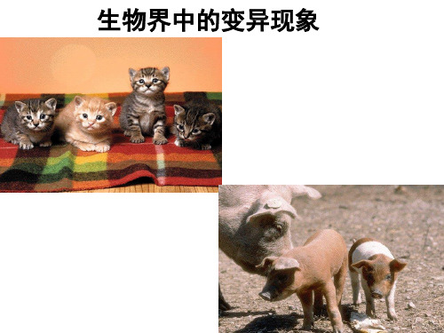 高中生物 必修2 5-1基因突变和基因重组