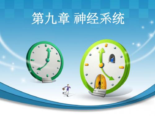 正常人体解剖学 神经系统 PPT