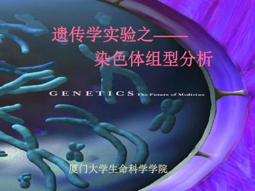 染色体组型分析-PPT精选文档