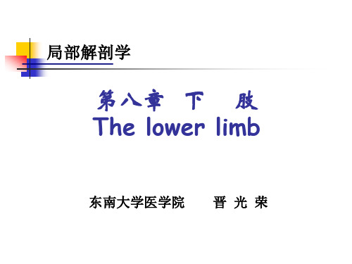 2下肢后部解剖