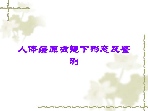 人体疟原虫镜下形态及鉴别