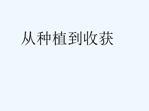 公开课直接用 从种植到收获 PPT