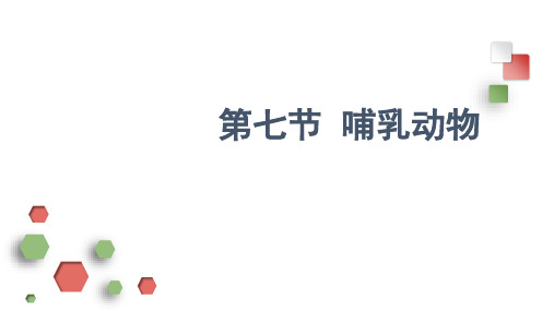 5.1.7 哺乳动物 课件 人教版八年级上册生物(共23张PPT)