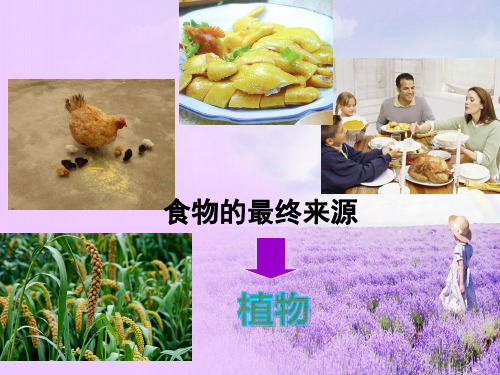 六年级上册科学课件-2.9 植物与能量丨冀教版  (共13张PPT)