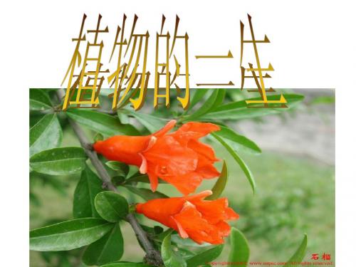 植物的一生(第一课时)