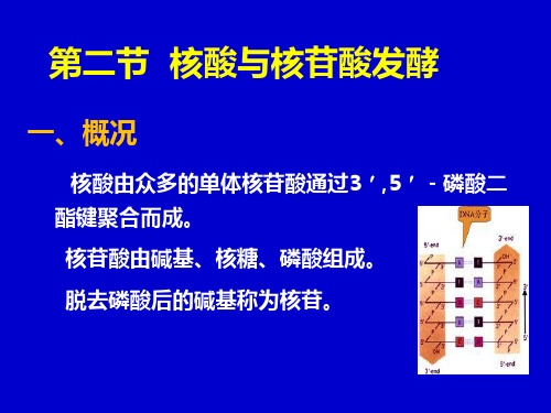 核苷酸类物质解读