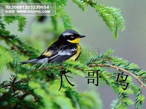 八哥鸟