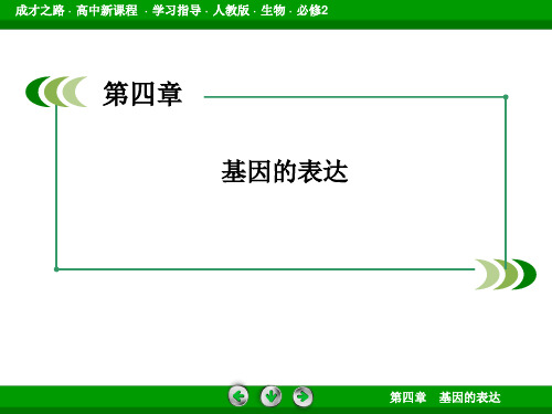 成才之路高一生物人教版必修2课件41基因指导蛋白质的合成