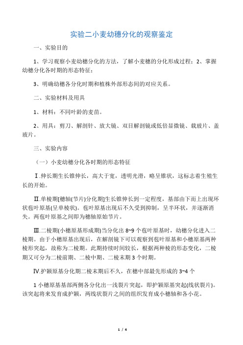 实验二  小麦幼穗分化的观察鉴定