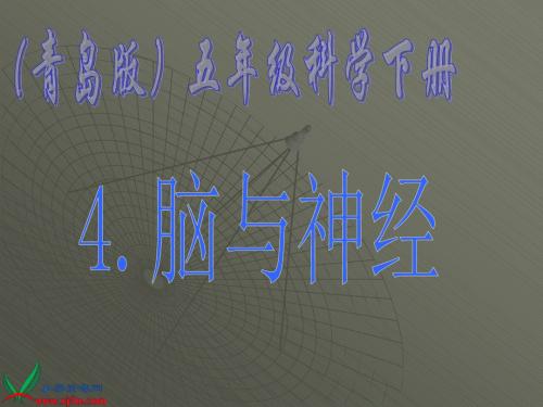 青岛版小学科学五年级下册《脑与神经》课件
