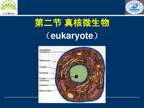 微生物课件第三章第二节真核微生物