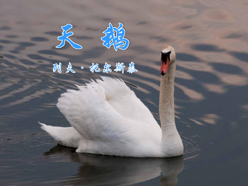 《天鹅》PPT免费课件【完美版课件】