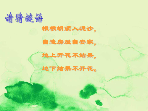 (北师大版)四年级语文上册课件 落花生 (2)