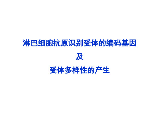 抗体重排rearrangement