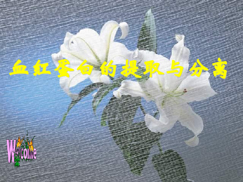 血红蛋白的提取和分离