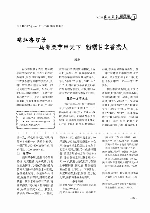 靖江香沙芋——马洲栗芋甲天下 粉糯甘辛香袭人