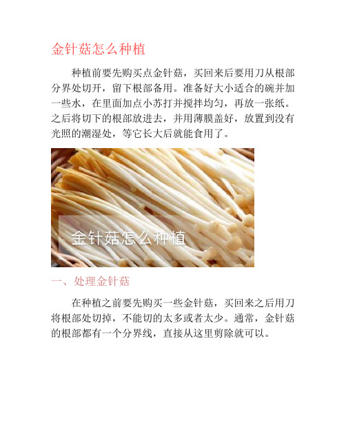 金针菇怎么种植-养花技巧