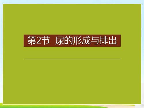 《尿的形成与排出》PPT课件下载
