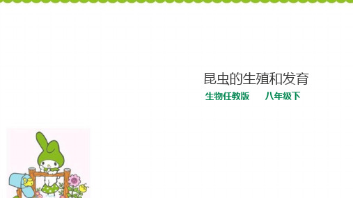 人教版八年级下册生物  7.1.2昆虫的生殖和发育 课件(共14张PPT)