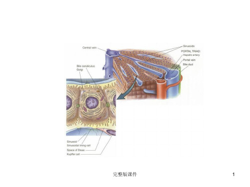 胆汁的产生及排泄途径ppt课件