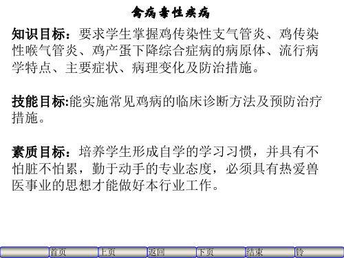 4、传染性支气管炎