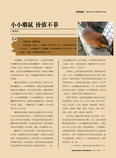 小小麝鼠价值不菲
