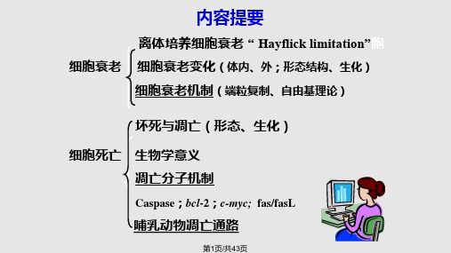 衰老与死亡PPT课件