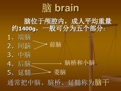人体解剖学 脑干汇总