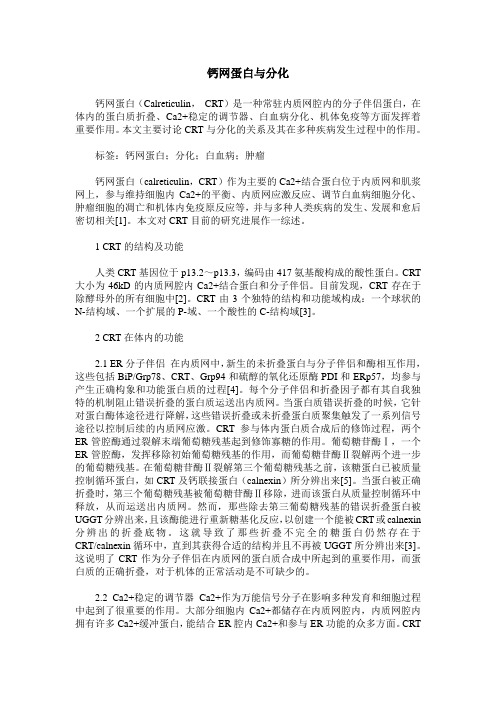 钙网蛋白与分化