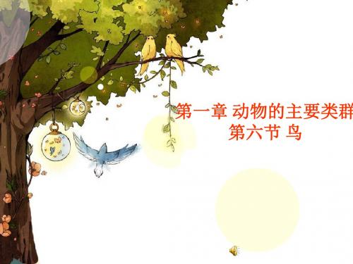 第五单元第一章第六节鸟