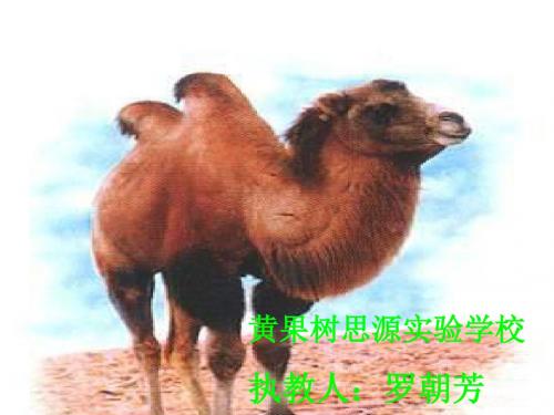 人教版三年级上册《找骆驼》