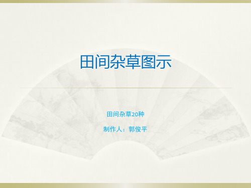 部分田间杂草图鉴