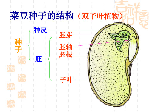 冀教版八上第三节《芽的发育》课件2
