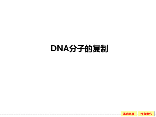 DNA分子的复制