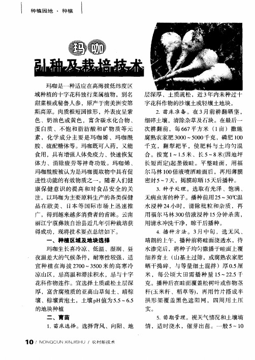 玛咖引种及栽培技术