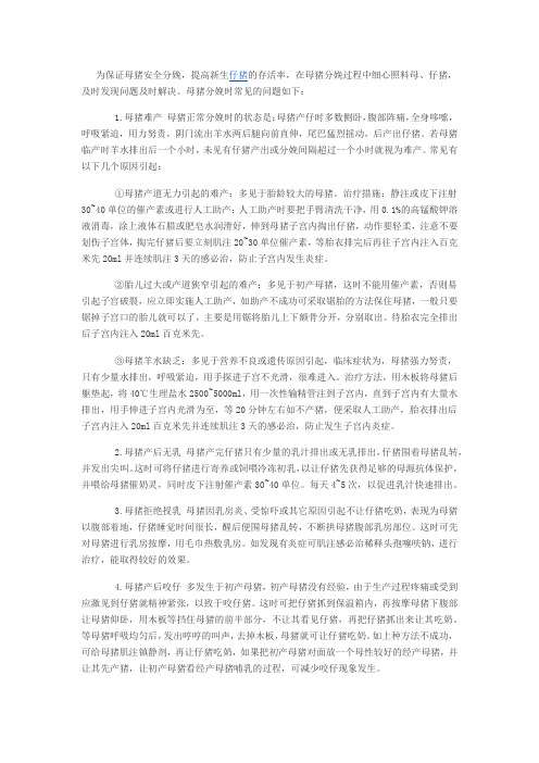 母猪分娩