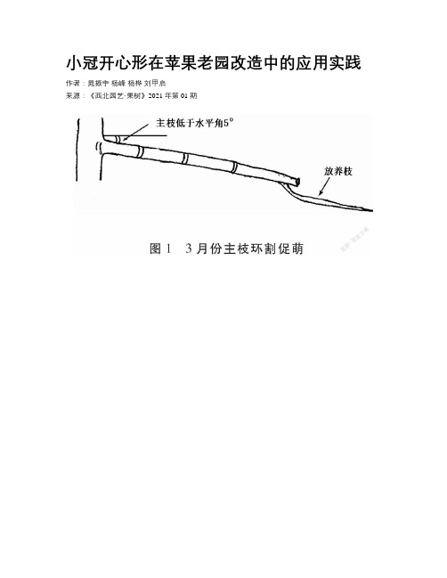 小冠开心形在苹果老园改造中的应用实践