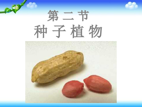 三年级下册科学科精品课件第二章《植物的种子》人教版(共22张PPT)精品课件