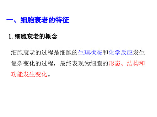 新教材细胞的衰老和死亡ppt课件人教版1