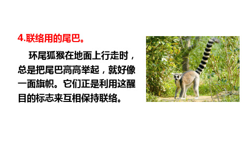 【公开课】四年级下册语文课件 6.比尾巴_6-10