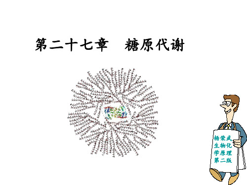 代谢生物化学第二十七章 糖原代谢