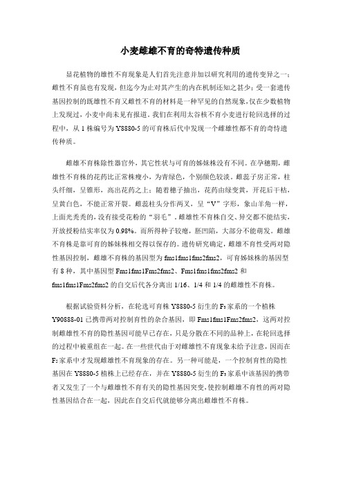 小麦雌雄不育的奇特遗传种质