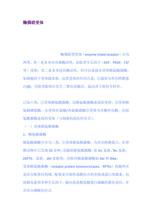 酶偶联受体