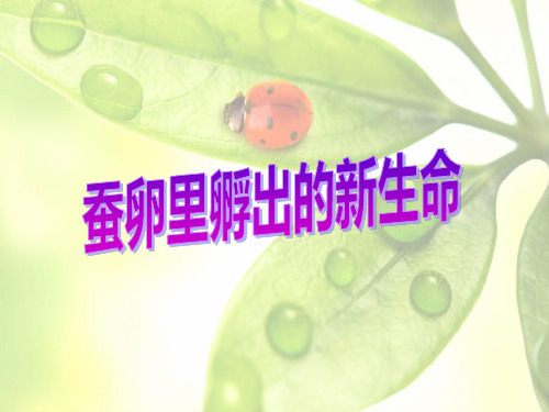 教科版小学科学三年级下2.1_蚕卵里孵出的新生命
