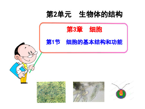 231细胞的基本结构和功能2PPT课件