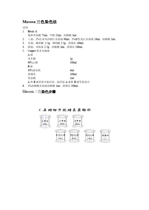 Masson三色染色图示